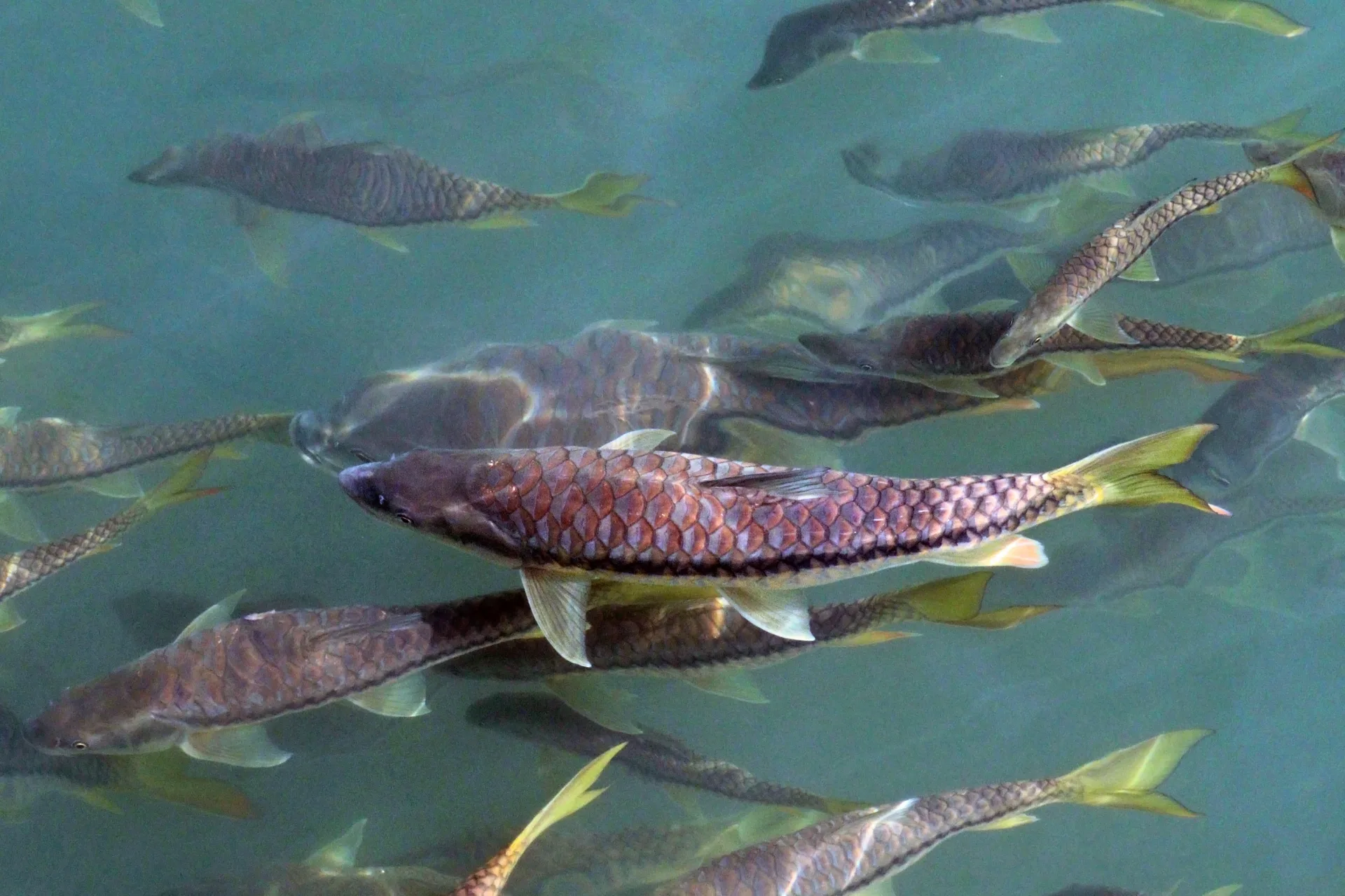 Malaysian Mahseer